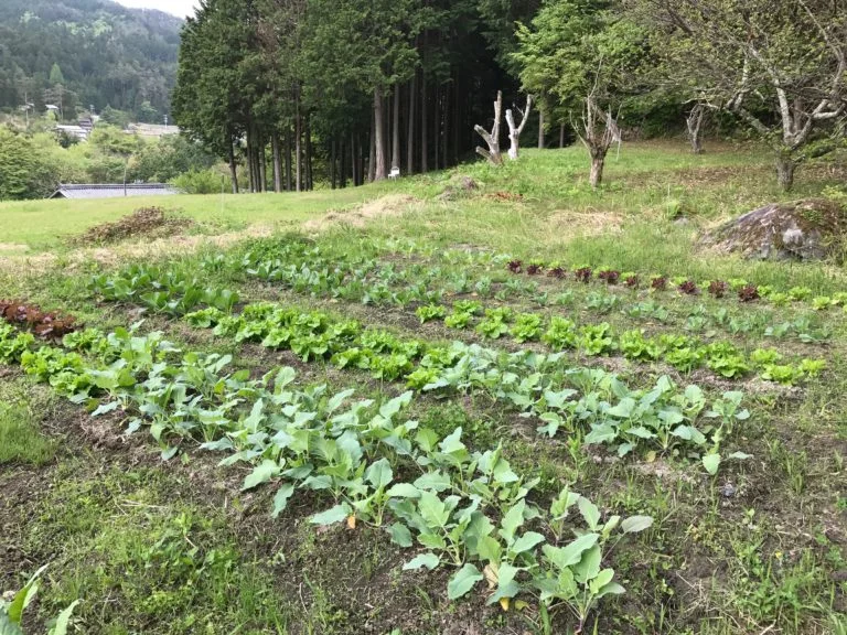 地方の畑。不耕起の畝に野菜が育つ——幸せを近くに置く場所